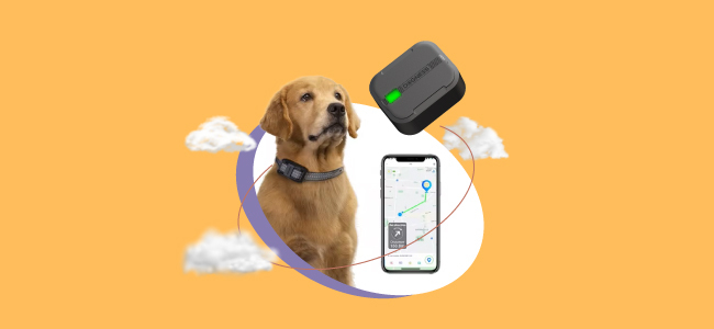 best performing stocks in 2024 dogness